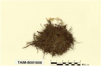 藏品(細裂瓣蘚)的圖片